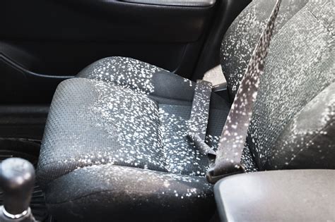 car upholstery mold removal